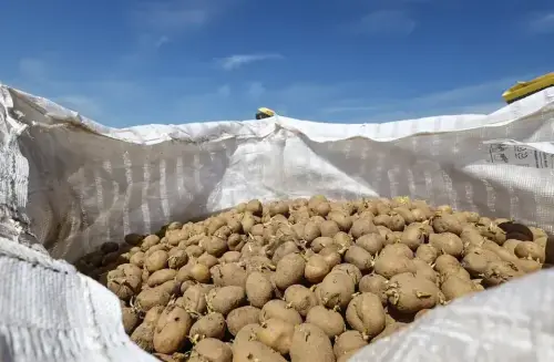 Potato glut exposes planning gaps as NA body seeks urgent relief for farmers
