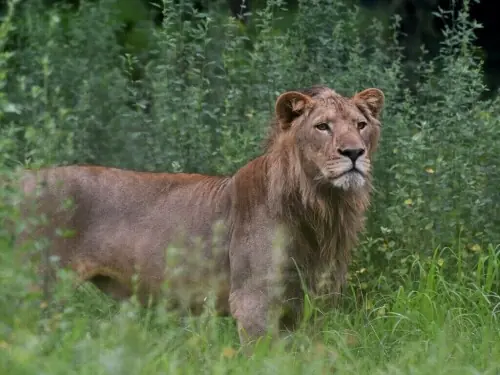Terming wildlife &lsquo;our future asset&rsquo;, Punjab CM says protecting it &lsquo;is our responsibility&rsquo;