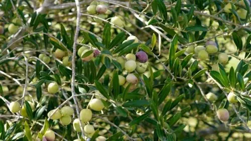 40,000 acres of commercial olive orchards planned under new Rs6.6bn project 40,000 acres of commercial olive orchards planned under new Rs6.6bn project