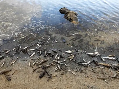 Microplastics menace in rivers