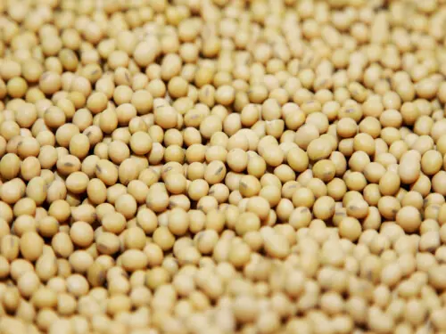 Soybeans hold firm as crude oil regains ground