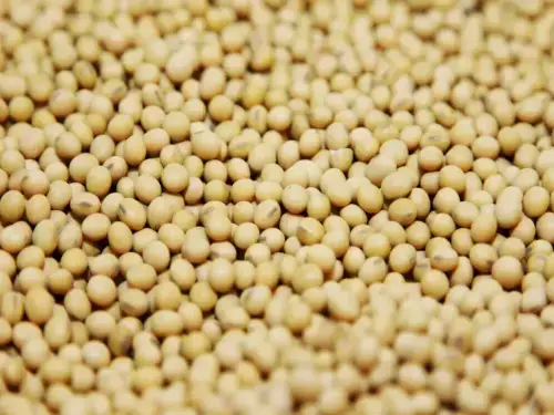 Chicago soybeans eye sixth consecutive weekly rise amid Iran war