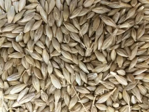 Turkey gets offers in 175,000 metric ton of barley purchase