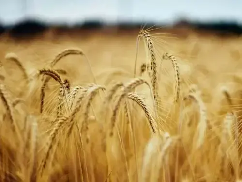 South Korean milling group bought about 87,000 tons wheat from the US on Friday, traders say