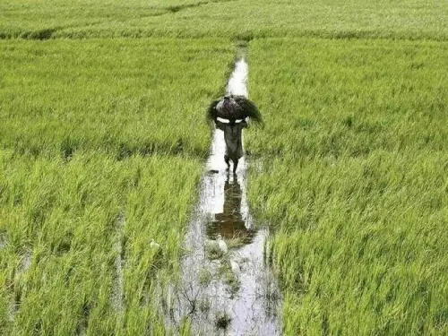 A fading agricultural advantage