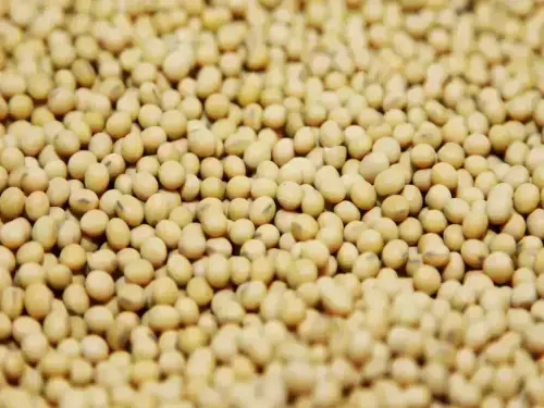 Chicago soybeans extend gains as soyoil prices rally