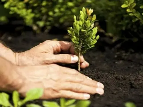 KP plans to plant one million saplings on Pakistan Day