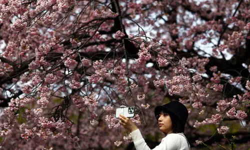 Japan’s cherry blossom picnics feel the pinch of global inflation Japan’s cherry blossom picnics feel the pinch of global inflation
