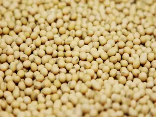 Chicago soy slips on profit-taking