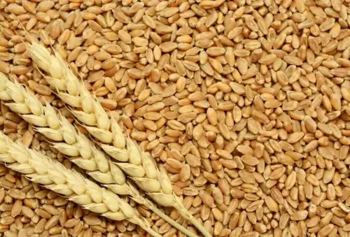 Wheat rises on US dryness; soybeans, corn ease ahead of planting report