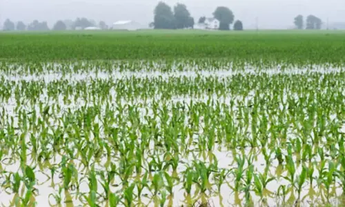 Heavy rainfall may damage crops
