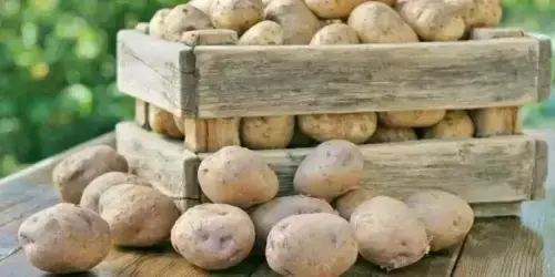 Russia approves potato imports from Pakistan