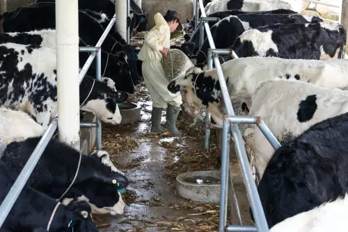 Govt mulls reducing dairy GST to 10% on minister&rsquo;s directive