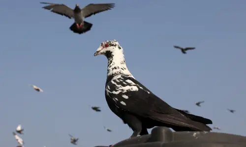 Ancient Mughal tradition of pigeon-rearing thrives in India&rsquo;s capital