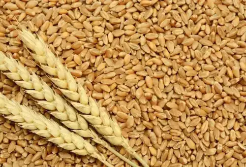 Chicago grains up