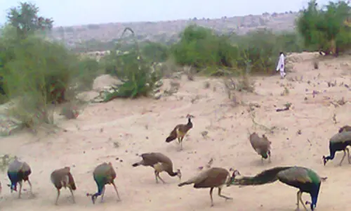 Wildlife in Thar