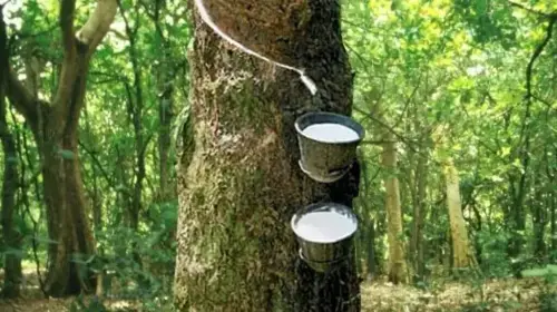 Japanese rubber up on tight supply, firmer oil
