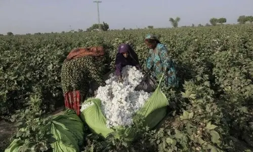 Climate safety, decent conditions for women agri workers demanded
