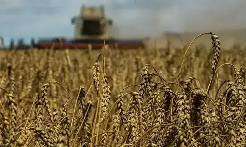 Wheat eases after USDA warns of steep drop in harvest