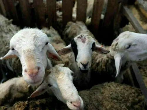 Bakra online