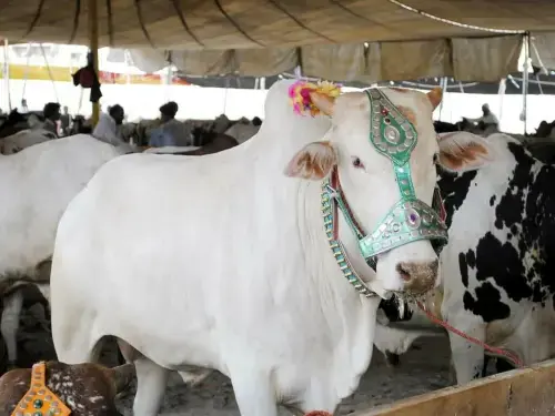 پنجاب میں مویشی منڈیاں آج سے لگیں گی