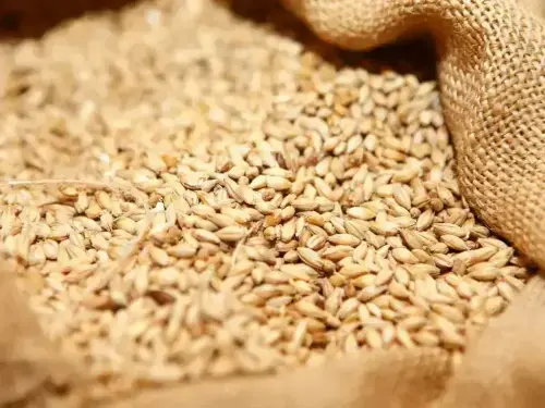 Jordan tenders to buy 120,000 metric tons of feed barley