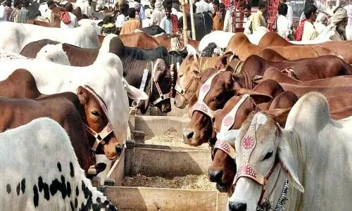 Eid buyers hit by soaring cattle prices in Lahore