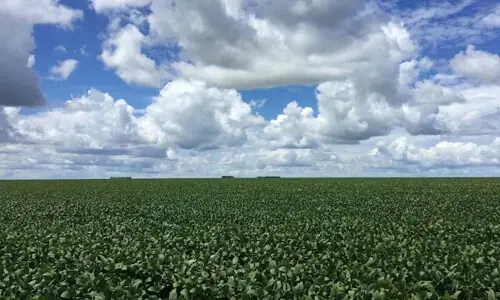 GMOs imports: Govt to liberalise regulatory framework