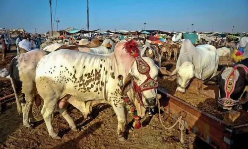 High price for sacrifice