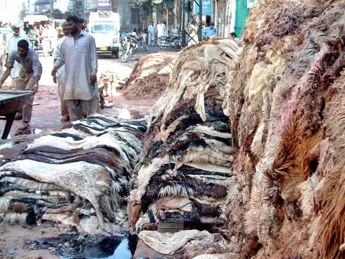 Citizens donate record number of sacrificial hides to Alkhidmat