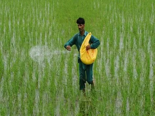 Punjab facilitates Yara fertilizer items&rsquo; supply to farmers