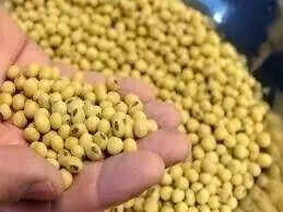 Corn, soybeans futures decline on US weather, dollar strength
