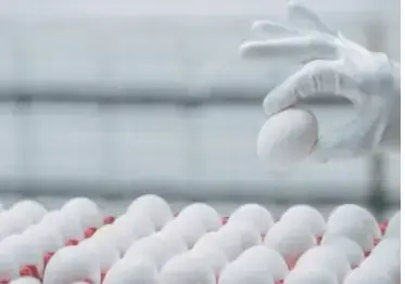 Wahdat Poultry purchases 100,000 birds through IPO proceeds Wahdat Poultry purchases 100,000 birds through IPO proceeds