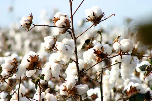 Cotton spot rates