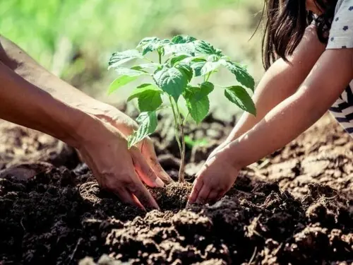Alkhidmat Karachi, LCI organise tree plantation drive