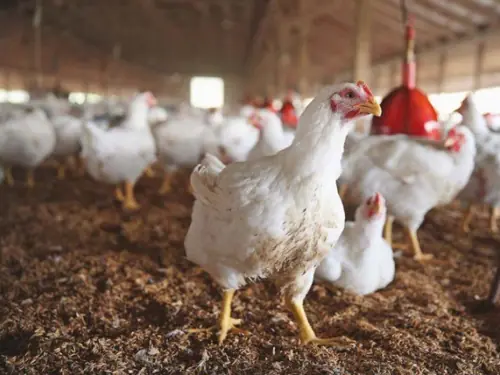 Failure to provide fiscal relief to poultry sector could lead to higher food prices: PPA