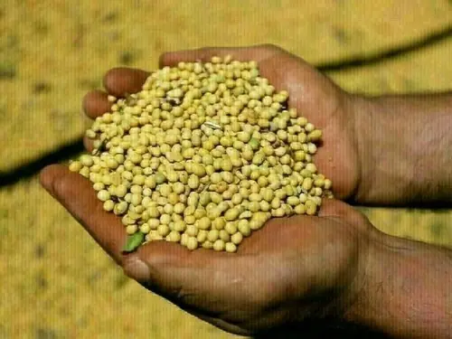 Grains rally on short covering