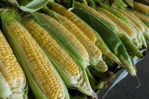 Corn hits nine-month low, wheat eases on US-Iran peace deal