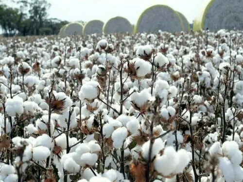 Bt and GT genes: a metabolic tax on Pakistan&rsquo;s cotton or a path to resilience?