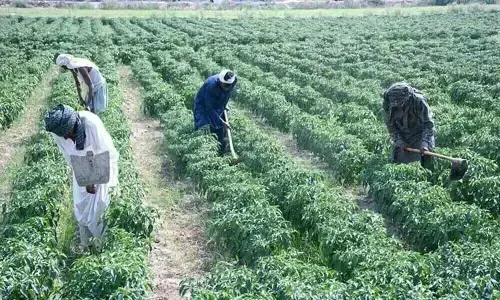 Agriculture sector: Pakistan seeks Germany&rsquo;s partnership