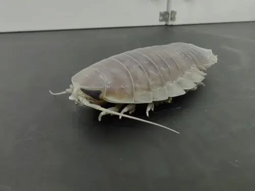 Deep-sea denizens go years without food with clever biological fix Deep-sea denizens go years without food with clever biological fix