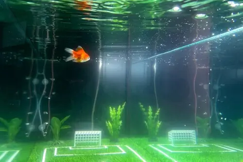 Goldfish Swimbappe's World Cup predictions make a splash in Toronto Goldfish Swimbappe's World Cup predictions make a splash in Toronto