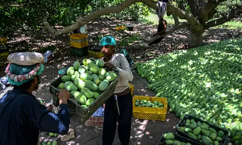 Pakistan's mango exports shrink as Middle East war impacts linger