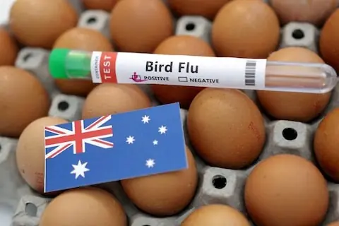 Australia ramps up bird flu surveillance, testing after first mainland cases reported