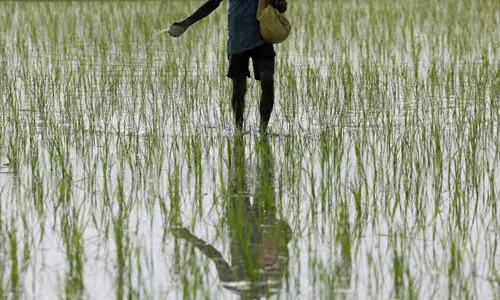 India's summer crop planting lags after slow monsoon start