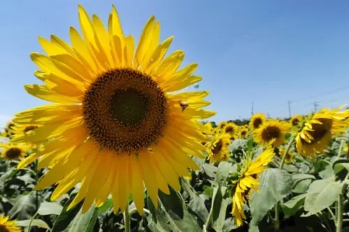 Turkiye opens sunflower seed, crude sunflower oil import quota