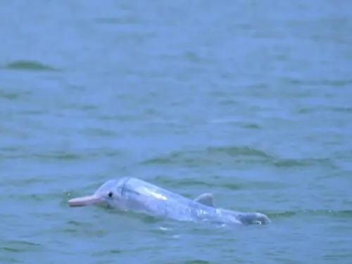 Endangered Indus Dolphins: WWF commends Maryam for landmark initiative