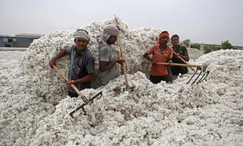 Heat vs Bt cotton Heat vs Bt cotton