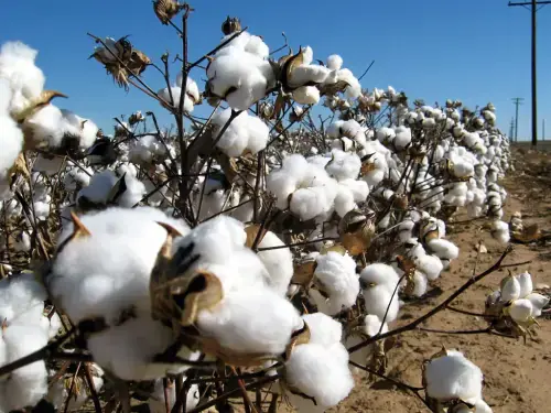 Cotton spot rates