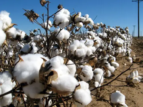 Cotton spot rates